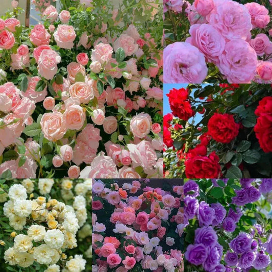 Elegant Climbing Rose Flower Seeds